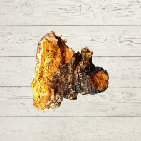 Chaga