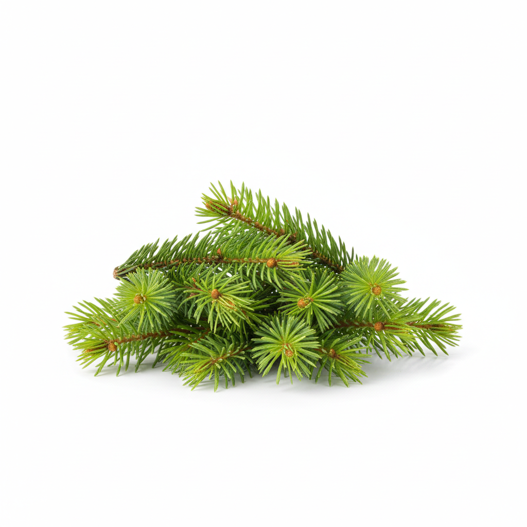 Pine forest spikenard