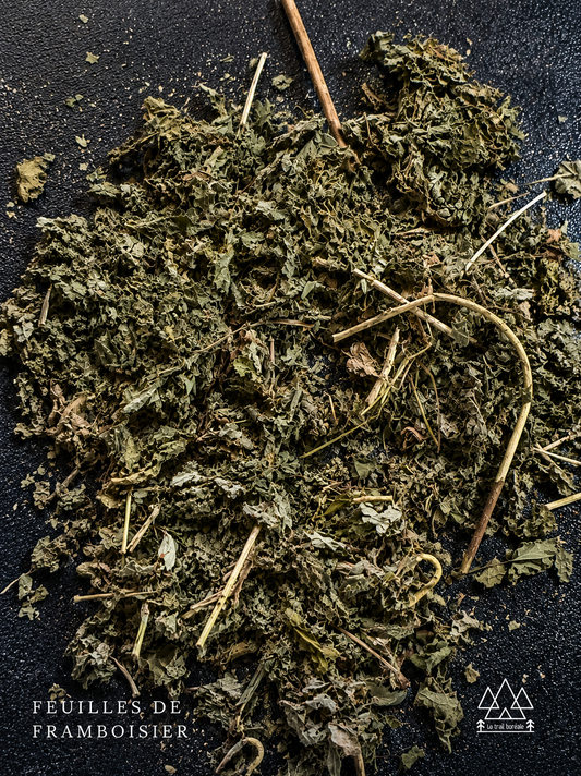 Feuille de Framboisier Sauvage