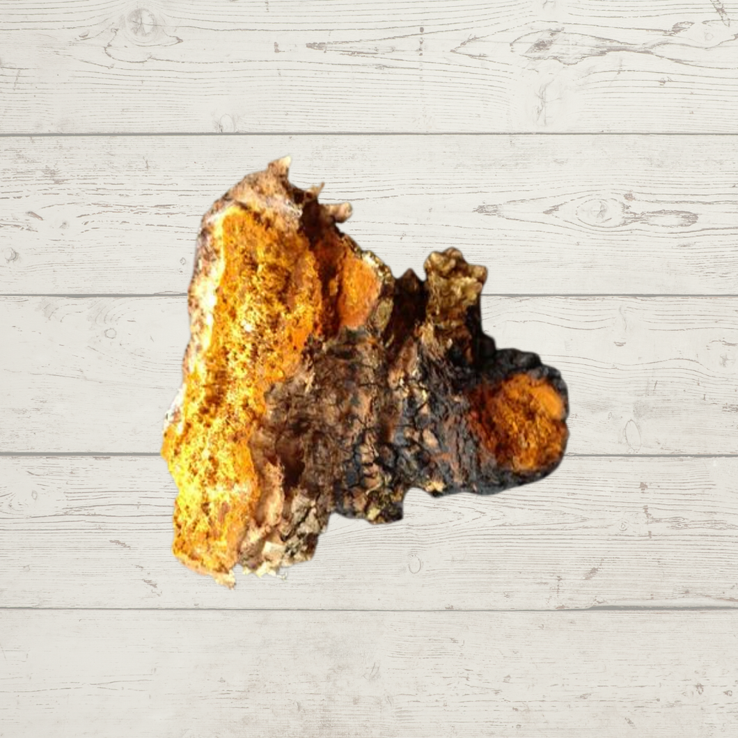 Chaga